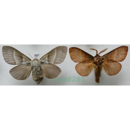 Macrothylacia rubi (Linnaeus, 1758) pair Poland95f